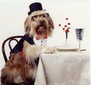 Doggie Manners Los Angeles Dog & Puppy Training