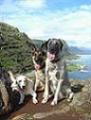 Balanced Obedience Dog and Puppy Training of Oahu, Hawaii
