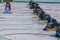 Assertive K-9 Training Kennels