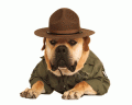K-9 Companions Dog Training